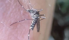 蚊子吸血视频,高清视频带你直击吸血过程